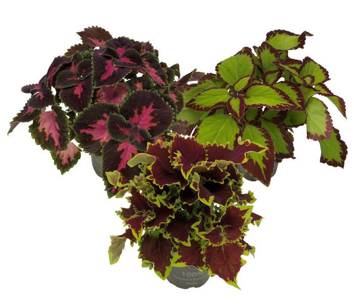 Palettblad ‘Coleus’ Ø12 cm